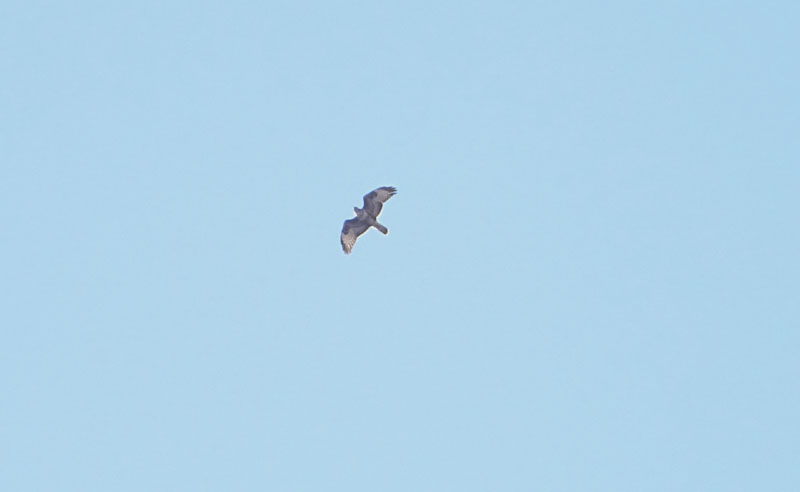 Buteo buteo - Accipitridae